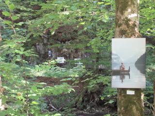Bilder im Wald Bilder im Wald