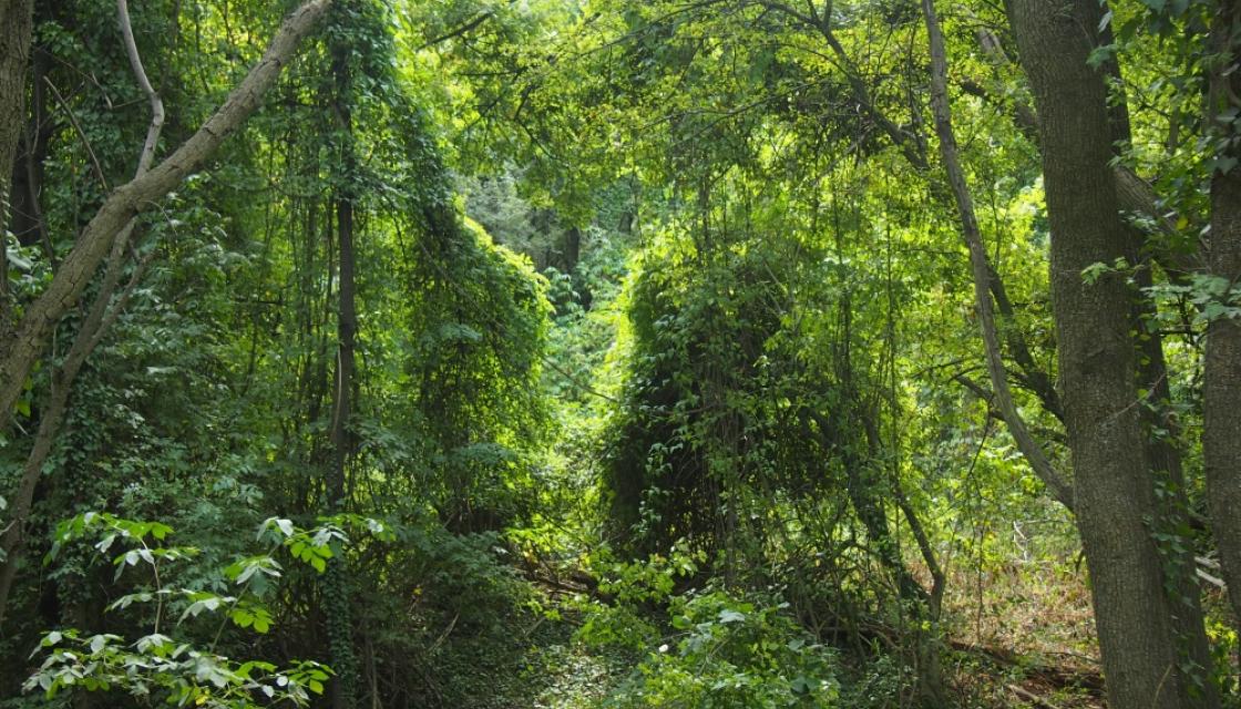 natur.jpg natur.jpg
